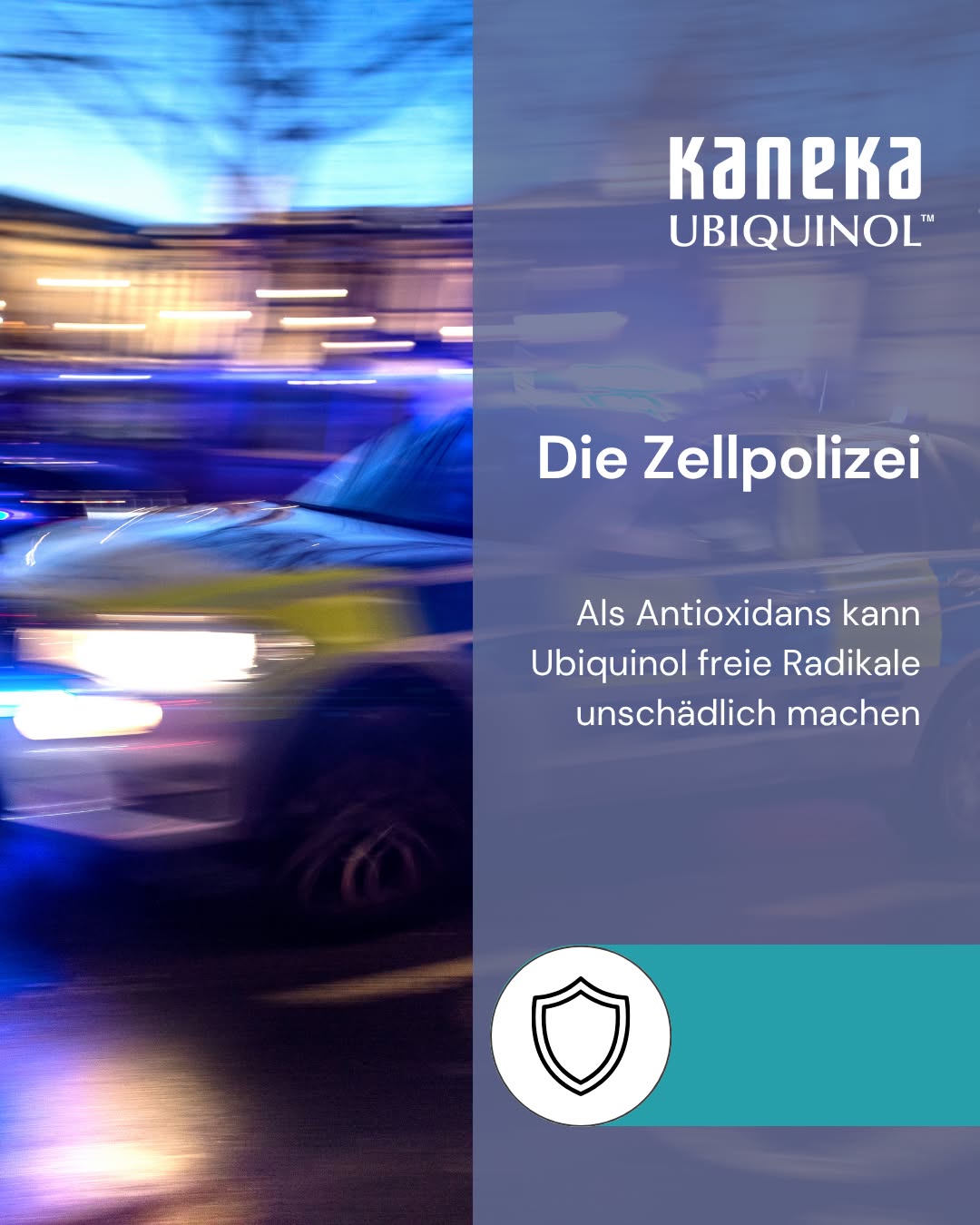 Stell dir vor, in deinen Zellen patrouilliert rund um die Uhr eine Schutzeinheit. 🚔 

Ihr Feind: freie Radikale. Das sind hochreaktive Moleküle, die bei ganz normalen Stoffwechselprozessen entstehen, aber auch durch Stress, Sport oder Umwelteinflüsse. In zu großer Zahl greifen sie Zellmembranen, Proteine und sogar die DNA an und können so langfristig Schaden anrichten. 

Hier übernimmt Ubiquinol die Rolle des Beschützers. 🛡️ 

Als Antioxidans gibt Ubiquinol gezielt Elektronen an freie Radikale ab und macht sie damit unschädlich, bevor sie Schaden anrichten können. Besonders wichtig ist dabei sein Einsatzort: Ubiquinol ist fettlöslich und schützt deshalb direkt in den Zellmembranen, also genau dort, wo freie Radikale besonders gerne angreifen. 

Und: Ubiquinol wirkt nicht nur selbst antioxidativ, sondern hilft auch, Vitamin E zu regenerieren. Anschließend wird Ubiquinol im Körper wieder in seine aktive Form zurückgeführt. ♻️ 

Mit zunehmendem Alter und bei intensiver körperlicher Belastung sinkt der natürliche Ubiquinol-Spiegel im Körper. Genau dann, wenn die Schutzeinheit am meisten gebraucht wird. 

#Ubiquinol #CoenzymQ10 #FreieRadikale #Antioxidantien #Zellschutz #OxidativerStress #Zellgesundheit #Immunsystem #Nahrungsergänzung #Supplements #GesundLeben #Wissenschaft #Körperwissen #Longevity #Biohacking