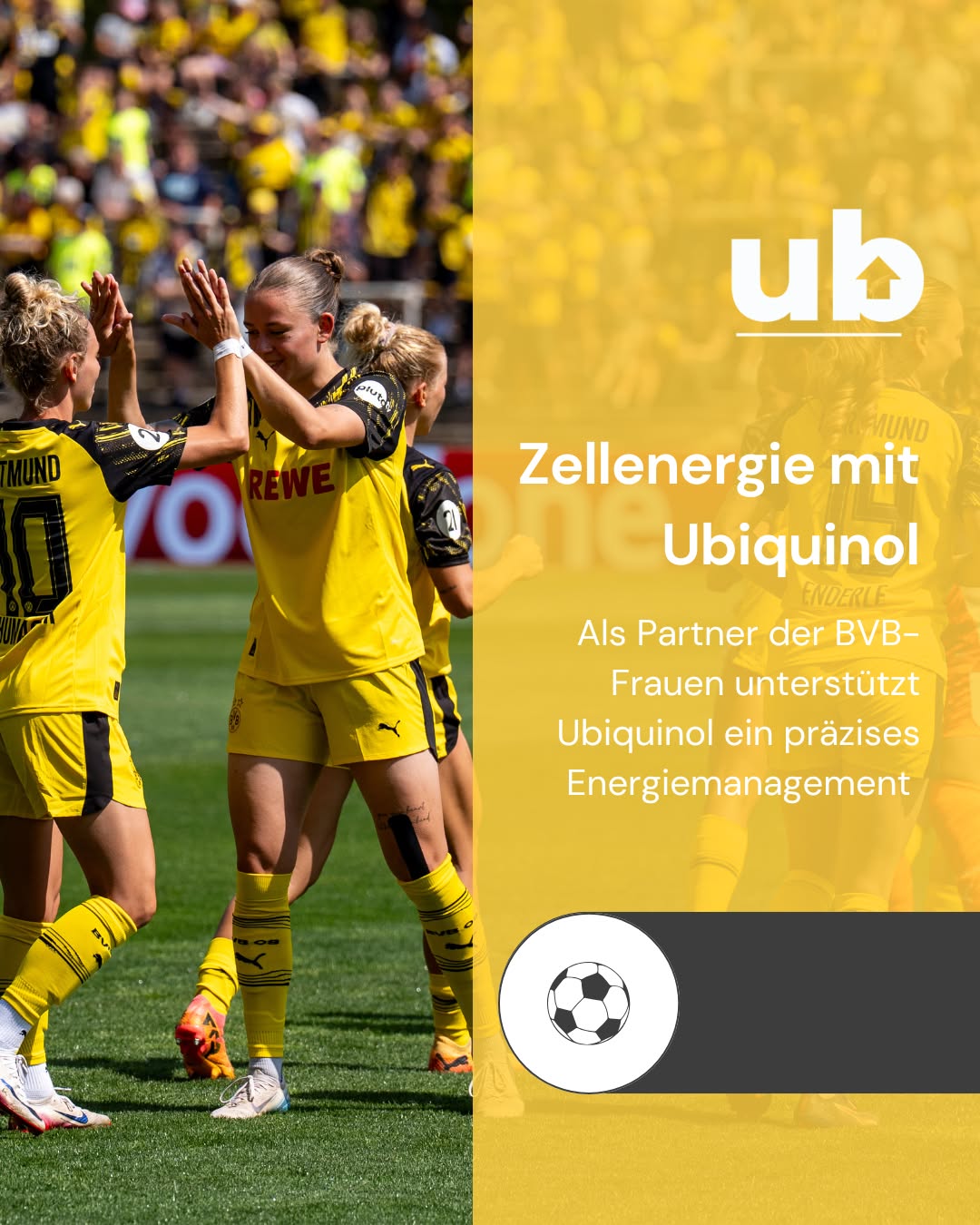 Spiele mit hoher Intensität, kurze Regenerationsfenster und Reisen fordern den Energiestoffwechsel. In den Mitochondrien wird aus Kohlenhydraten und Fetten ATP. Ubiquinol (die aktive Form von Q10) ist Teil der Elektronentransportkette und unterstützt so die körpereigene ATP-Bereitstellung. Zusätzlich wirkt es antioxidativ – relevant bei Belastungsspitzen, wenn oxidativer Stress ansteigt. Für Profisportlerinnen zählt genau diese Kombination aus effizienter Energieumwandlung und Zellschutz – im Training, im Spiel und in der Regeneration. 
 
Als Partner der BVB-Frauen unterstützen wir ein präzises Energiemanagement, um die Leistung und Regeneration zu verbessern. ⚽️💛🖤 
 
#BVB #BVBFrauen #HejaBVB #Zellenergie #Ubiquinol #CoQ10 #Mitochondrien #ATP #Regeneration #Leistungsfähigkeit #Frauenfußball