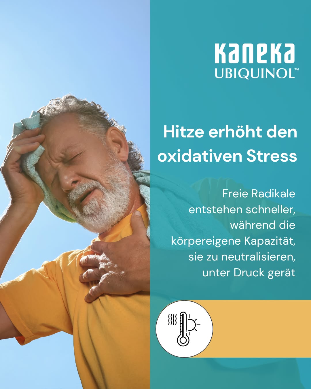 Hitze ist Arbeit. Auch ohne einen Schritt zu laufen. 🌡️ 

Wenn die Temperaturen steigen, läuft im Körper ein stiller Hochleistungsbetrieb an. Blutgefäße weiten sich, Schweißdrüsen arbeiten auf Hochtouren. Das kostet Energie – spürbar mehr als an einem normalen Tag. 

Was mit dem Schweiß geht, ist mehr als Wasser. 💧 

Natrium, Kalium, Magnesium – Elektrolyte, die für Muskelfunktion und Nervenleitung unentbehrlich sind. Wer viel schwitzt und nur Wasser trinkt, gleicht den Flüssigkeitsverlust aus, nicht aber die Mineralstoffe. 

Und dann ist da noch der weniger sichtbare Effekt. 🛡️ 

Hitze erhöht den oxidativen Stress. Freie Radikale entstehen schneller, während die körpereigene Kapazität, sie zu neutralisieren, unter Druck gerät. Ubiquinol, die aktive Form von Coenzym Q10, spielt dabei eine doppelte Rolle: als Bestandteil der mitochondrialen Energieproduktion und als fettlösliches Antioxidans direkt in der Zellmembran. ⚡ 

Wie kommt ihr durch die Hitzetage und unterstützt euren Körper? 👇 

#Ubiquinol #CoenzymQ10 #Hitze #Sommer #OxidativerStress #Hydration #Elektrolyte #Zellgesundheit #Antioxidantien #Mitochondrien #Longevity #Supplements #GesundLeben