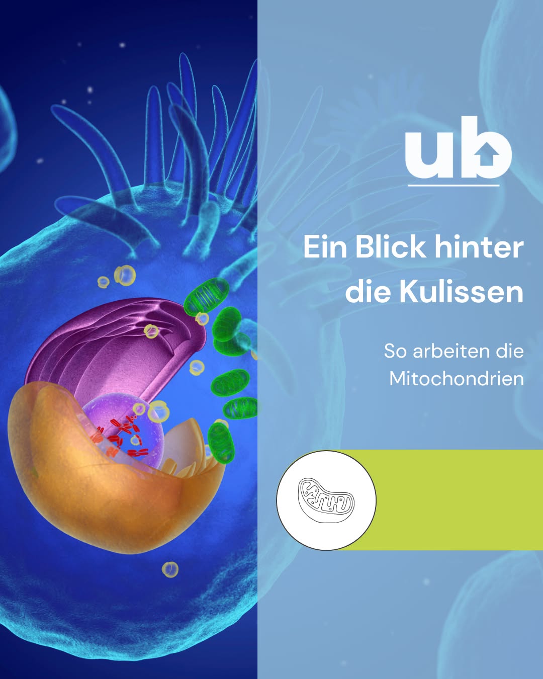 Ein Blick hinter die Kulissen: So arbeiten unsere Mitochondrien 

Wenn wir an Energie denken, fallen uns oft Schlaf, Ernährung oder Bewegung ein. Aber wusstest du, dass der eigentliche „Energiebooster“ tief in deinen Zellen sitzt? 

👉 Die Mitochondrien – auch bekannt als die Kraftwerke der Zellen – wandeln die Energie aus unserer Nahrung in ATP um – die zentrale Energieeinheit des Körpers. Ohne sie: keine Muskelbewegung, keine Zellreparatur, kein Leben wie wir es kennen. 

🔋 Und damit dieses Zellkraftwerk überhaupt arbeiten kann, braucht es einen ganz bestimmten Helfer: Ubiquinol – die aktive Form von Coenzym Q10. 

Ubiquinol ist wie der stille Regisseur hinter der Bühne: 
– unterstützt ca. 95 % der zellulären Energieproduktion 
– wirkt gleichzeitig als starkes Antioxidans, das deine Zellen schützt 
– wird mit zunehmendem Alter oder bei Stress weniger vom Körper selbst gebildet 

🧡 Darum kann es sinnvoll sein, den Körper gezielt zu unterstützen – über Ernährung bzw. Nahrungsergänzung. 

#ubiQ10 #mitochondria #zellgesundheit #energie #healthscience #ubiquinol #kanekaubiquinol #energieausdernatur #innerpower
