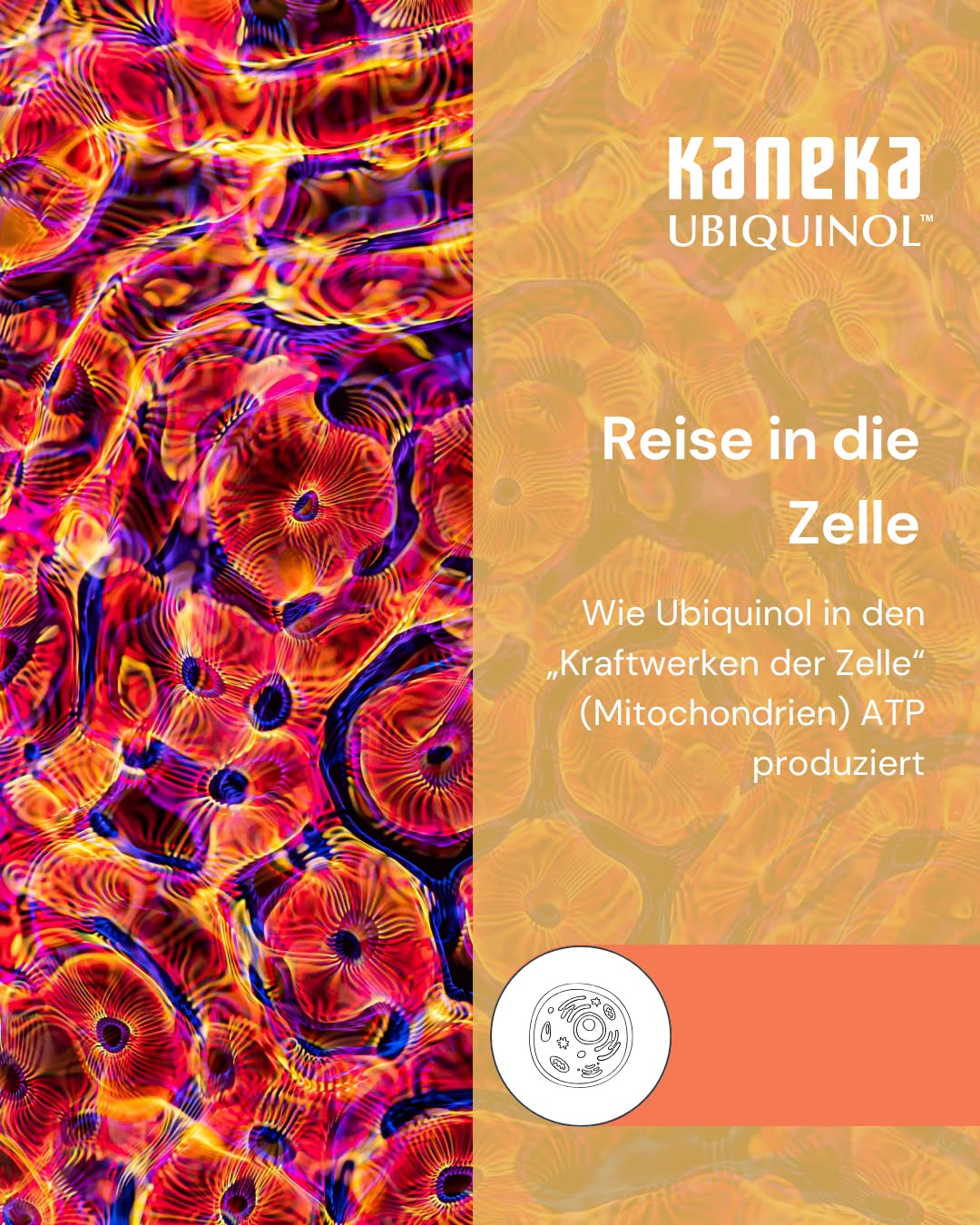 Tief im Inneren jeder deiner Zellen passiert etwas Erstaunliches. 🔬 

Die Mitochondrien wandeln das, was du isst, in echte Energie um. Das Endprodukt: ATP, die universelle Energiewährung deines Körpers. Ob Muskelkontraktion, Denken oder Atmen, alles läuft über ATP. 

Hier kommt Ubiquinol ins Spiel. ⚡ 

In der inneren Membran der Mitochondrien gibt es eine molekulare Produktionslinie, die sogenannte Atmungskette. Elektronen werden dort von Stufe zu Stufe weitergereicht. Diese Bewegung erzeugt ein Ladungsgefälle, das die Energie liefert, um ATP herzustellen. 

Ubiquinol, die aktive Form von Coenzym Q10, transportiert dabei Elektronen zwischen den einzelnen Proteinkomplexen. Ohne diesen Transport stockt die gesamte Energieproduktion. Gleichzeitig schützt es als Antioxidans die Mitochondrienmembran vor oxidativem Schaden, genau dort, wo Energie entsteht. 🛡️ 

Der Körper kann Ubiquinol selbst herstellen, allerdings lässt diese körpereigene Produktion mit dem Alter nach. 

#Ubiquinol #CoenzymQ10 #Mitochondrien #ATP #Zellenergie #Energiestoffwechsel #Biohacking #Gesundheitswissen #Zellgesundheit #Nahrungsergänzung #Supplements #GesundLeben #Wissenschaft #Körperwissen #Longevity