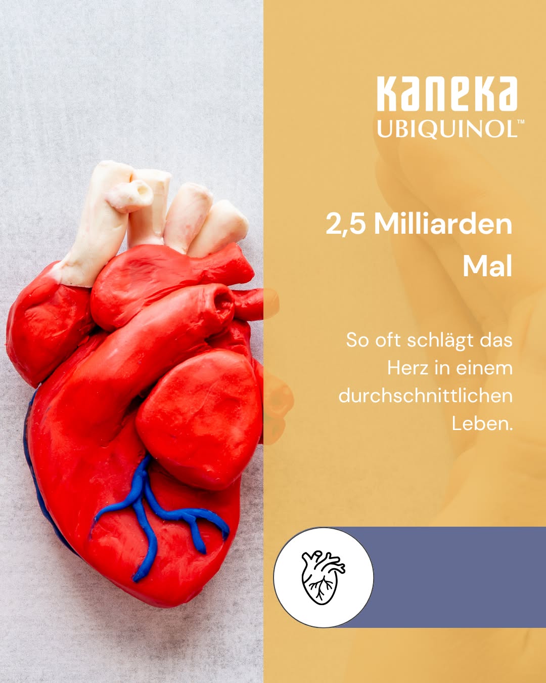 Über 2,5 Milliarden Mal. So oft schlägt das Herz in einem durchschnittlichen Leben. Ohne Pause. Genau deshalb zählt der Herzmuskel zu den mitochondrienreichsten Geweben im Körper überhaupt, jede einzelne Zelle braucht durchgehend Energie. 
 
Ubiquinol, die aktive Form von Coenzym Q10, ist Teil der Atmungskette, über die diese Energie entsteht. Mit dem Alter sinkt die körpereigene Ubiquinol-Produktion, der Energiebedarf des Herzens bleibt allerdings gleich. ⚡ 
 
Hättest du gedacht, dass dein Herz so oft schlägt? Schreib's in die Kommentare 👇 
#Ubiquinol #CoenzymQ10 #Herzmuskel #Mitochondrien #ATP #Zellenergie #Longevity