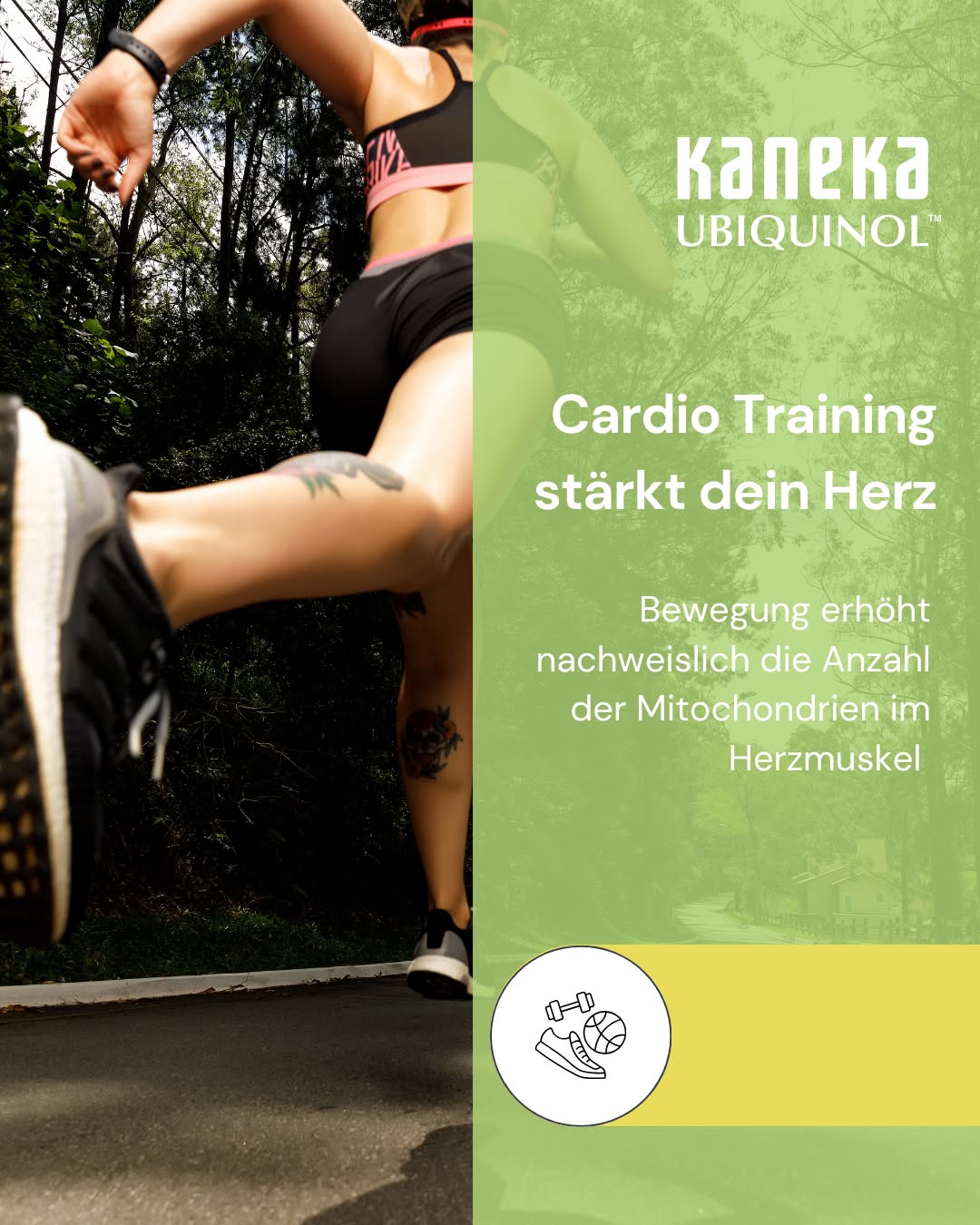 Regelmäßiges Cardio-Training stärkt das Herz. Aber echte Herzgesundheit hängt von mehr ab als nur der Trainingseinheit selbst. ❤️ 

Bewegung erhöht nachweislich die Anzahl der Mitochondrien im Herzmuskel – den Kraftwerken unserer Zellen. ⚡ Das ist einer der Gründe, warum regelmäßiges Training die Ausdauer und Leistungsfähigkeit des Herzens verbessert. 

Gleichzeitig steigt mit der Trainingsintensität auch der Sauerstoffverbrauch – und damit die Menge an freien Radikalen, die im Körper entstehen. 🛡️ Genau hier zeigt sich, warum Herzgesundheit mehr ist als Cardio allein: Der Herzmuskel braucht nicht nur Training, sondern auch ausreichend Ubiquinol, um Energie bereitzustellen und die Zellen vor oxidativem Stress zu schützen. 

Wichtig: Wie viel Training gut tut, ist individuell unterschiedlich und hängt von Faktoren wie Alter, Trainingszustand und bestehenden Erkrankungen ab. 

Am Ende zählt für ein starkes Herz-Kreislauf-System also nicht nur die Trainingseinheit, sondern auch das, was auf zellulärer Ebene passiert. 

Wie sorgst du nach dem Training für die Erholung deines Körpers? Schreib es in die Kommentare 👇 

#Ubiquinol #CoenzymQ10 #Cardio #Herzgesundheit #HerzKreislauf #Zellenergie #Mitochondrien #OxidativerStress #Longevity #Supplements #Training